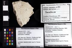 Foto (Objket + Etiketten) von Cracensigillatus acutirostris (Moericke, 1889) 